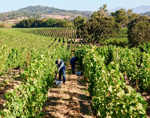 Faust Wines Peter Millar